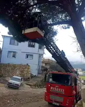 Ağaçtaki Kedi Kurtarıldı!Hatay İtfaiyeden Kurtarma Operasyonu