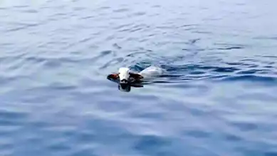 İskenderun'da Angus Denize Düştü! Yüzerek Kurtuldu!