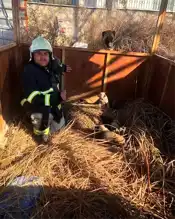 Antakya'da Çukura Düşen 8 Köpek Yavrusu Kurtarıldı