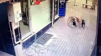 Dörtyol'da Sahipsiz Köpekler Tavuğu Öldürdü!