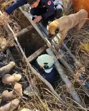 Hatay'da Çukura Düşen Yavru Köpek Kurtarıldı