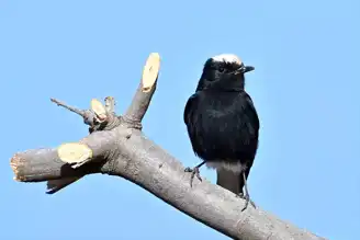 Liseli Çağan, Nadir Kuşu Fotoğrafladı!