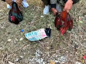 İskenderun'da Horoz Dövüşü Baskını: 14 Kişiye Ceza
