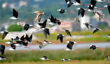 Türkiye'de 497 Kuş Türü eBird'de!