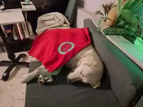 Yağmurda Üşüyen Köpek, Kafede Isındı
