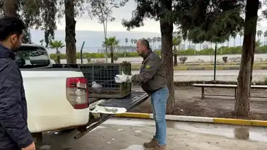 Yaralı Martı Hayata Döndü!