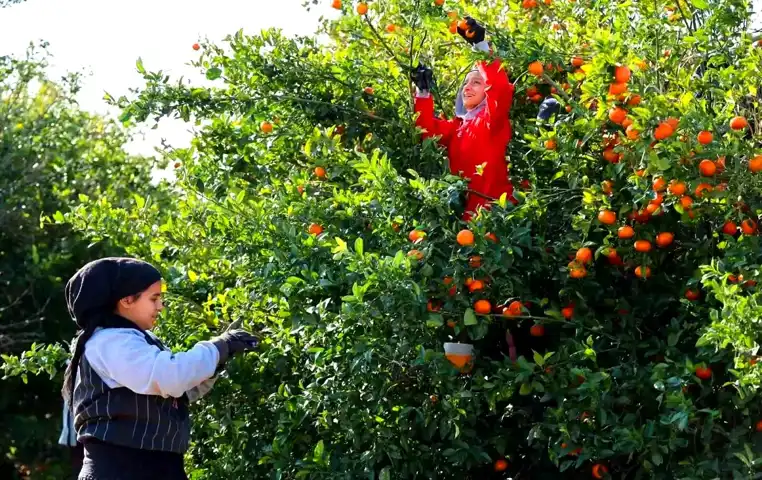 Adana, Mersin, Hatay'da Tarım İşçisi Yevmiyeleri Belli Oldu