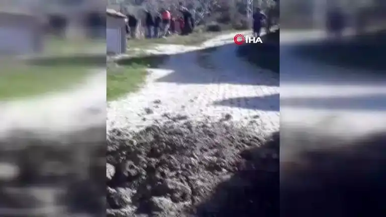 Buzağı Kanalizasyonda Sıkıştı! İtfaiye Kurtardı