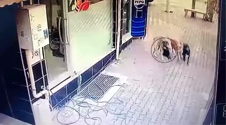 Dörtyol'da Sahipsiz Köpekler Tavuğu Öldürdü!