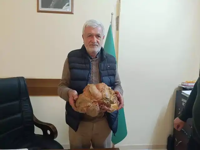 Dev Boy Tatlı Patates Rekoltesi!