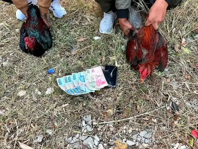 İskenderun'da Horoz Dövüşü Baskını: 14 Kişiye Ceza